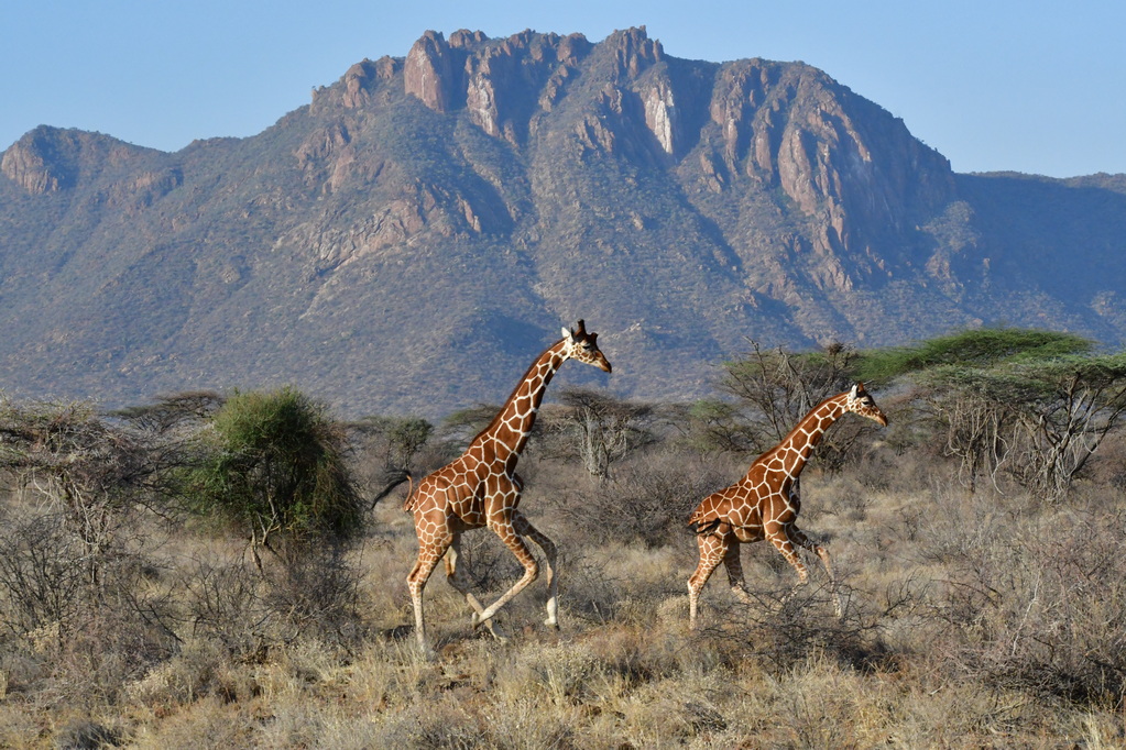 Samburu Nat. Resserve